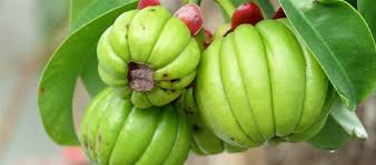 Garcinia Cambogia